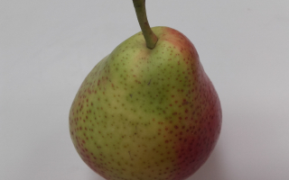 POIRE CELINA afrique cat 1 cal 70