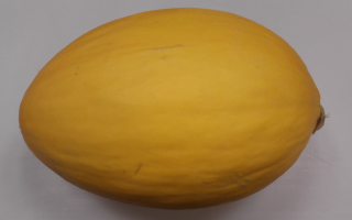 MELON jaune espagne cat 2