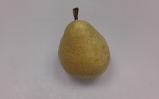 POIRE GUYOT France cal 65/70 cat 2