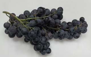 RAISIN MUSCAT France provence cat2