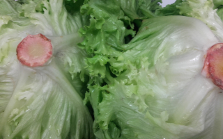 SALADE BATAVIA VERTE France cat 1 lot de 2 pièces