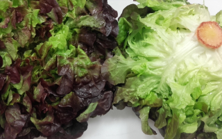 SALADE CHÊNE ROUGE France cat 1 lot de 2 pièces