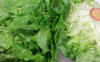 SALADE CHÊNE VERTE France cat 1 lot de 2 pièces