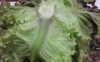 SALADE batavia rouge HVE France cat 2