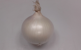 OIGNON BLANC espagne cat 2