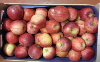 POMME ROYAL GALA 2 rang France  au colis 8.13kg x 1.66€