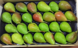 POIRE Louise Bonne COLIS soit 5.08kg x 2.85€