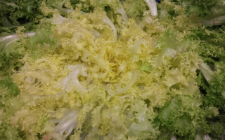 SALADE FRISEE france cat 2
