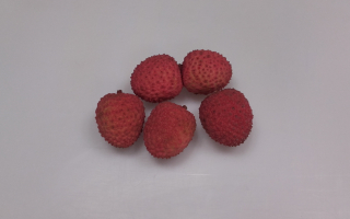 LITCHI mozenbic cat 1