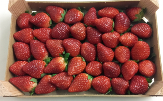 FRAISE plateau 1 kg espagne cat 1