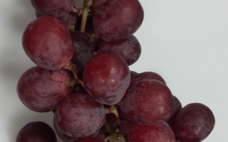 RAISIN RED GLOBE Italie  CAT 1