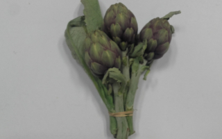 ARTICHAUT bouquet espagne cat 1