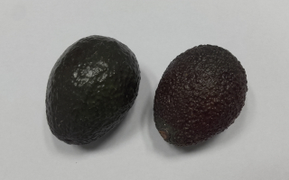 AVOCAT Espagne cal 24 lot de 2 pièces
