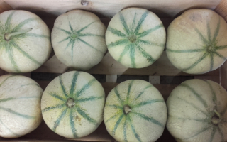 MELON au colis 11 pièces soit 2.50€ la pièce