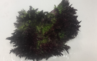 SALADE multifeuille France cat 2