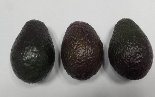 AVOCAT Espagne  cal 22 lot de 3 pièces