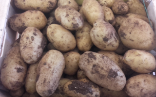 Pomme de terre  spunta Italie  au colis 12.50kg x 1.55€