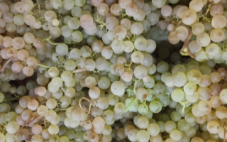 RAISIN blanc Italie cat 2