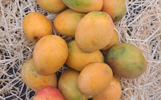 BABY MANGO COLOMBIE CAT 2