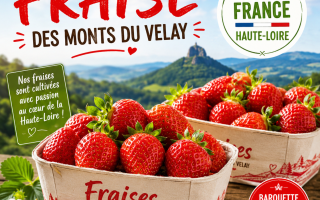 LOT 2  BARQUETTES FRAISE FRANCE HAUTE-LOIRE 500 GR