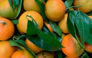 CLEMENTINE CORSE cal 0 cat 2