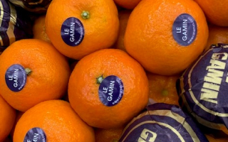 CLEMENTINE ORI gamin afrique cal 1cat 2