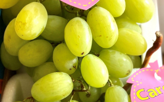 RAISIN BLANC sans pepin afrique cat 2