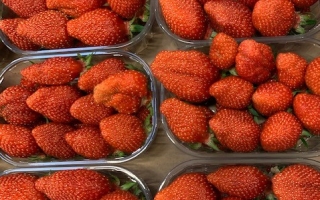FRAISE mara des bois France cat 2