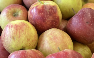 POMME jonagored France cal +80 cat 1