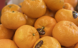 CLEMENTINE ORRI n1 israelcat 2