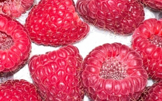 FRAMBOISE espagne 125 grs cat 2