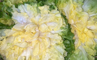 SALADE FRISEE france cat 2