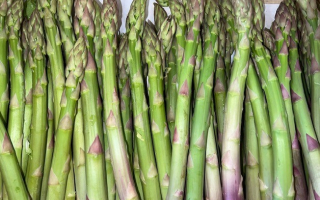 ASPERGE VERTE hollande CAT 2