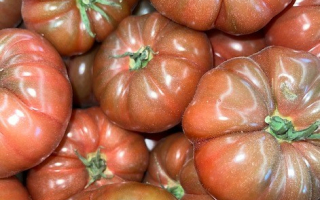 TOMATE violette Espagne cat 2