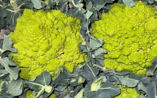 CHOU ROMANESCO italie cat 2