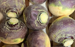 RUTABAGA France cat 2