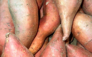 PATATE DOUCE afrique cat 2