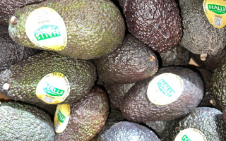 AVOCAT peroue cal 28 cat2
