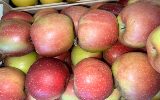 POMME fuji France pilat cal 170 cat 2