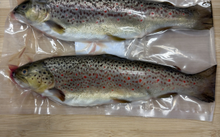 Truite Fario vidée pisciculture de Vourzac