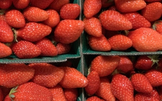 FRAISE GARIGUETTE 250 GR FRANCE CAT 1