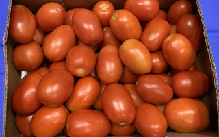 Tomate roma colis cat 2 Belgique 9.00kg x 1.88€