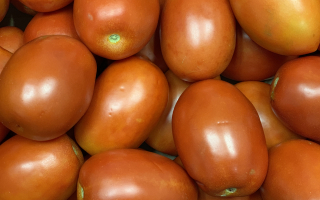 TOMATE allong?e roma France cat 2