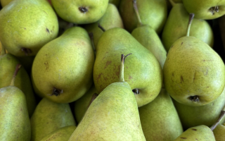 POIRE louise cal 65 cat 2 France