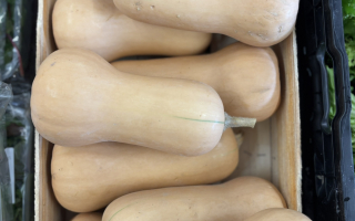 COURGE buternut portugale cat 2