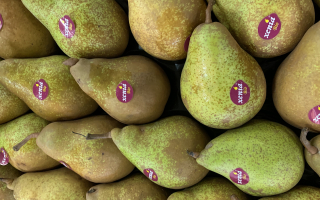POIRE william BIO vrac argentine cat 2