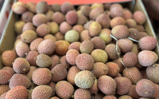 LITCHI afrique du sud   CAT 2