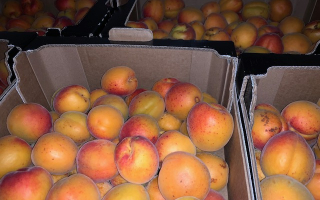 ABRICOT a CONFITURE  cal 2 colis 5kg France