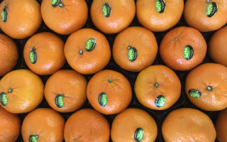 CLEMENTINE Orri COLIS 7.36 kg x 3.45€