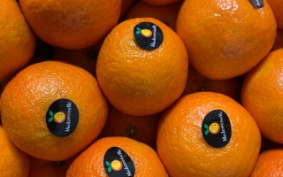 CLEMENTINE ori israel cal1 cat 2